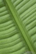 Travel photography:Banana leaf pattern
