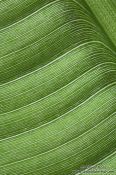 Travel photography:Banana leaf detail
