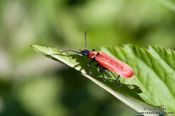 Travel photography:Beetle on leaf
