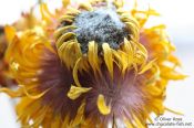Travel photography:Flower close-up