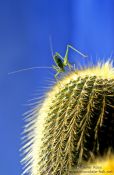 Travel photography:Grasshopper on cactus