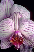Travel photography:Phalaenopsis orchid flowers