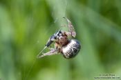 Travel photography:Spider in web sucking on its prey