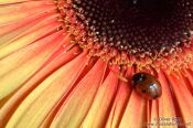 Travel photography:Flower close-up with ladybird
