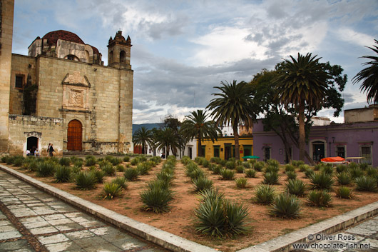Oaxaca church square with Agave plants