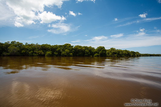 Estuary with mangroves near Celestun