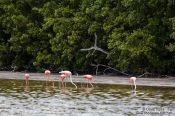 Travel photography:Celestun flamingos, Mexico