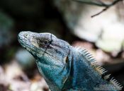 Travel photography:Iguana at Chichen Itza, Mexico