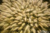 Travel photography:Plants at the Teotihuacan archeological site, Mexico
