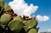 Travel photography:Cactus at the Teotihuacan archeological site, Mexico