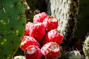Travel photography:Cactus fruit at the Teotihuacan archeological site, Mexico