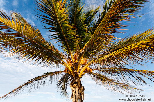 Palm tree on Tulum beach