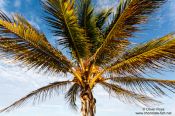 Travel photography:Palm tree on Tulum beach, Mexico