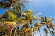 Travel photography:Palm trees at Tulum beach, Mexico
