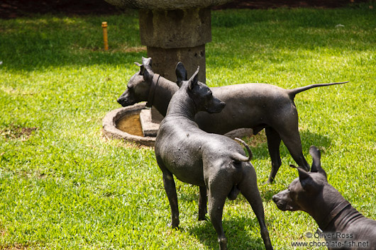 Xoloitzcuitle dogs at the  Museo Dolores Olmedo in Mexico City