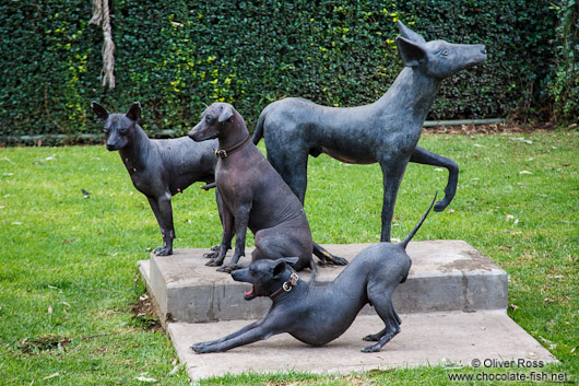 Xoloitzcuitle dogs pose next to their statue at the  Museo Dolores Olmedo in Mexico City