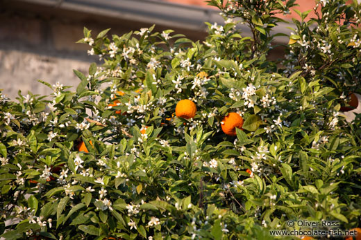 Orange tree in Perast