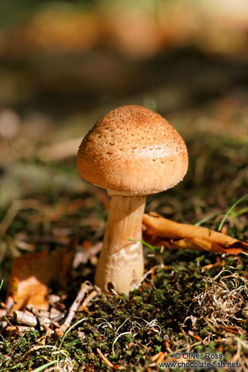 Forest mushroom