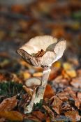 Travel photography:Forest mushroom, Germany