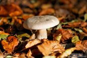 Travel photography:Forest mushroom, Germany