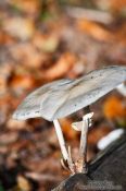 Travel photography:Forest mushroom on a dead branch, Germany