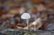Travel photography:Forest mushrooms, Germany