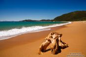 Travel photography:Tree stump on a beach in Abel Tasman National Park, New Zealand