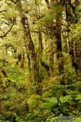 Travel photography:Native beech forest in Fiordland National Park, New Zealand