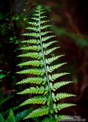 Travel photography:Fern in Lake Kaniere Forest, New Zealand