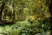 Travel photography:Forest in Mount Aspiring National Park, New Zealand