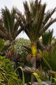 Travel photography:Nikau palms in Paparoa National Park near Punakaiki, New Zealand