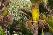 Travel photography:Nikau palms at Punakaiki, New Zealand