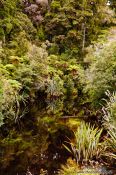 Travel photography:Black-water river in Westland National Park, New Zealand