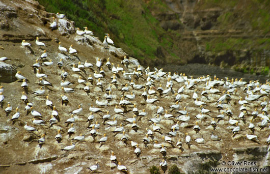 Gannet colony 