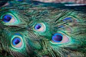 Travel photography:Peacock feathers, New Zealand