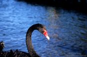 Travel photography:Black swan, New Zealand