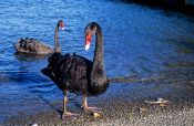 Travel photography:Black swans, New Zealand