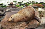 Travel photography:Seal, New Zealand