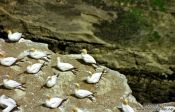 Travel photography:Gannet colony, New Zealand