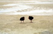 Travel photography:Oyster catchers, New Zealand
