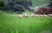 Travel photography:Curious Sheep, New Zealand