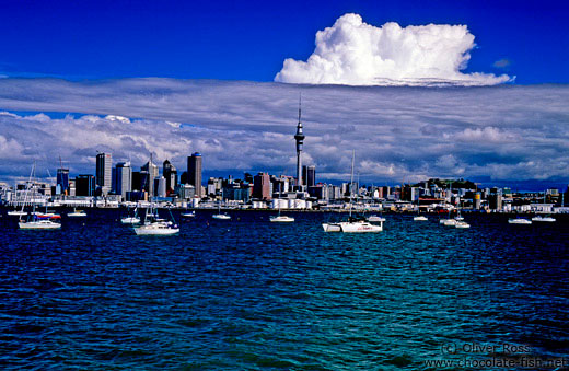 Auckland from the water