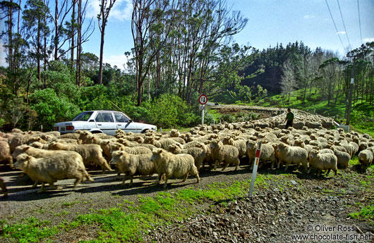 1300 sheep on a Northland road