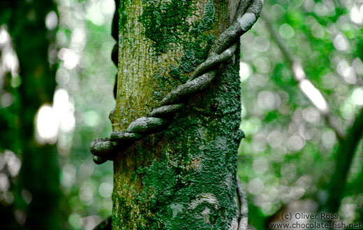 Tree trunk with climbing plant