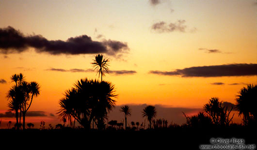 Cabbage tree silhouettes in the Waitakeres