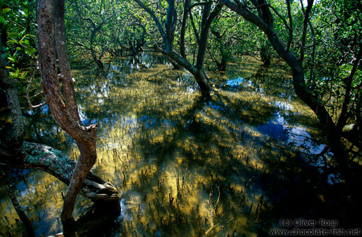 Flooded mangrove forest near Waitangi