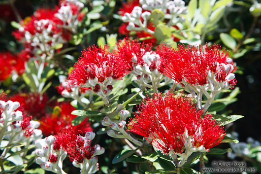 Pohutukawa flowers near Whanganui