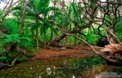 Travel photography:Forest on Great Barrier Island, New Zealand