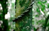 Travel photography:Tree trunk with climbing plant, New Zealand