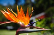 Travel photography:Bird of Paradise near Whanganui, New Zealand